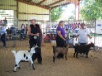 Two Year Old Doe Class